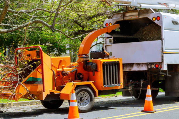 Palm Springs North, FL Tree Removal and Landscaping Services Company